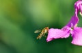 Busy bee Royalty Free Stock Photo