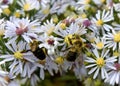 Busy Bee Buddies Enjoying Flowers