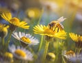 A busy bee buzzes among the bright yellow daisies, spreading pollen from the herbaceous plants as the warm sun shines down on the