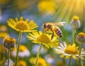 A busy bee buzzes among the bright yellow daisies, spreading pollen from the herbaceous plants as the warm sun shines down on the Royalty Free Stock Photo