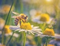 A busy bee buzzes among the bright yellow daisies, spreading pollen from the herbaceous plants as the warm sun shines down on the