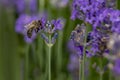 Bee at work on lavender flowers