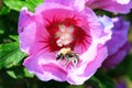 Busy bee Royalty Free Stock Photo