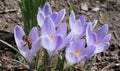 Busy bee and crocus flowers Royalty Free Stock Photo