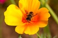 Busy bee on a flower Royalty Free Stock Photo