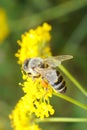 Busy bee on flower Royalty Free Stock Photo