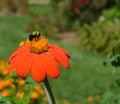 Busy Bee on Flower