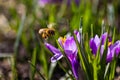 Busy bee is hard-working for pollination and making honey in spring and summer on crocus blossoms and blooms with other insects