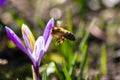 Busy bee is hard-working for pollination and making honey in spring and summer on crocus blossoms and blooms with other insects