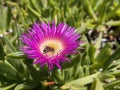 Busy bee harvesting pollen on a beautiful flower. Royalty Free Stock Photo