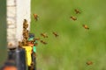 Honey bees entering hive on a sunny day