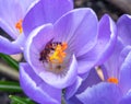 Busy bee inside of lilac crocus flower in blossom close-up Royalty Free Stock Photo