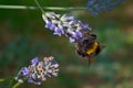 Busy bee on a lavender flower looking for nectar Royalty Free Stock Photo