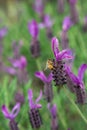 Busy bee on a lavender flower Royalty Free Stock Photo