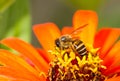 Busy bee on orange flower Royalty Free Stock Photo