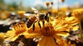 Busy bee pollinates yellow flower in summer Royalty Free Stock Photo