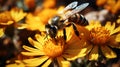 Busy bee pollinates yellow flower in summer Royalty Free Stock Photo