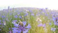 A busy bee is pollinating a blue knapweed meadow flower in the summer field without people Close up view slow mo video Royalty Free Stock Photo