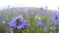 A busy bee is pollinating a blue knapweed meadow flower in the summer field without people Close up view slow mo video Royalty Free Stock Photo