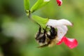 Busy bee pollinating a hot lips salvia flowers Royalty Free Stock Photo