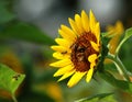 Busy Bee and Sunflower Royalty Free Stock Photo