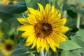 A Busy Bee at Anderson Sunflower Farm Royalty Free Stock Photo