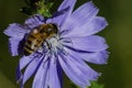 Bee Tirelessly Gathering Pollen from a Tiny Blue Flower Royalty Free Stock Photo