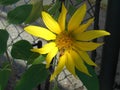 A Sunflower Greeting the Morning Royalty Free Stock Photo