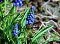 A bee working on muscari flowers Royalty Free Stock Photo