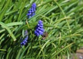 A bee working on muscari flowers Royalty Free Stock Photo