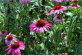 Busy bees on the bright flowers, Toronto, ON, Canada