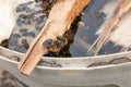 Bees drinking water in the summer. Royalty Free Stock Photo