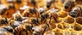 Busy Bees in Crowded Beehive Royalty Free Stock Photo