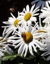 Busy bees on daisys. Royalty Free Stock Photo