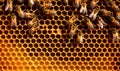 Busy bees diligently build honeycomb, a masterpiece of teamwork and precision Creating using generative AI tools