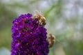 Busy Bees on flower collecting nectar