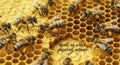 Busy bees on honeycomb making honey Royalty Free Stock Photo