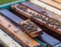 Busy Bees: Industrious Activity Inside a Beehive Royalty Free Stock Photo