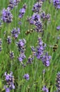 Busy Bees in spring flowers collecting nectar Royalty Free Stock Photo