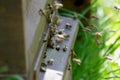 Busy bees at their apiary