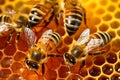 Busy bees at work, close up on honey-filled cells