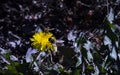 Busy bees on yellow dandelion blossom