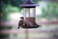 Busy Bird Feeder Royalty Free Stock Photo