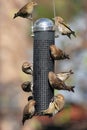 Busy bird feeder Royalty Free Stock Photo