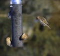 Busy bird feeder Royalty Free Stock Photo