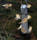 Busy bird feeder Royalty Free Stock Photo