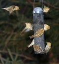 Busy bird feeder