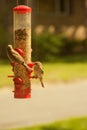 Busy bird feeder Royalty Free Stock Photo