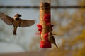 Busy bird feeder Royalty Free Stock Photo