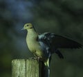 Mourning Dove With Wings Open Royalty Free Stock Photo